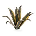 Gamers Grass GGLP-AG Agave