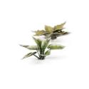 Gamers Grass GGLP-PL Plantain Lily