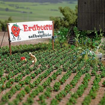 Busch 1265 Strawberry Plants