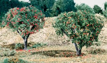 Woodland Scenics T47 Fruit - Apples & Oranges